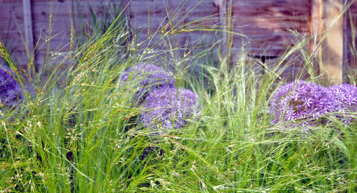 allium and grasses