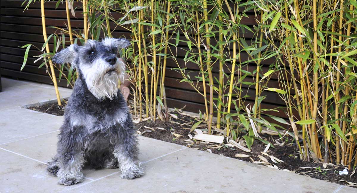 jungle-garden-design-with-dog-in-London.jpg